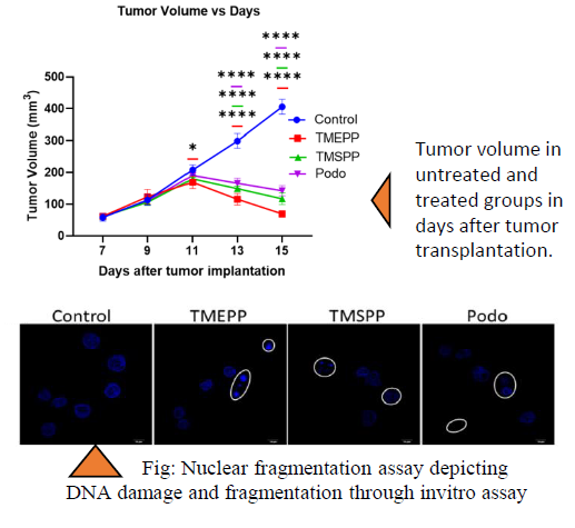 CD206-Targeted Low Molecular Weight Drug Delivery System Against Triple Negative Breast Cancer