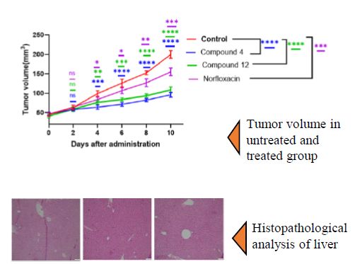Heterocyclic Small Molecule Conjugates And Their Therapeutic Application In Cancer Therapy